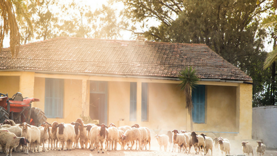 FERME ALI SFAR